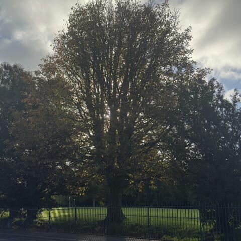 babbling brook album art