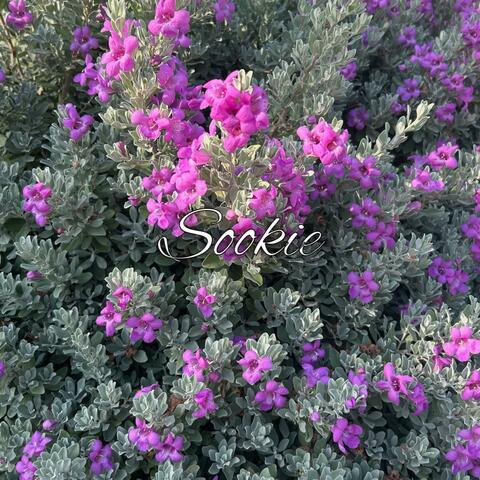 Sookie album art