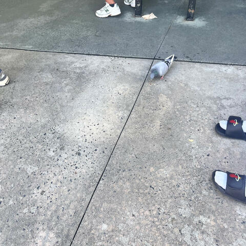 That pigeon album art