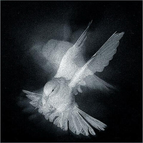 dove (feat. Guappinese) album art