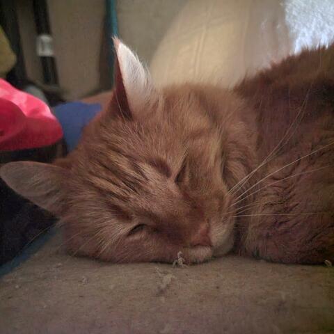 Through grace  (Live) album art