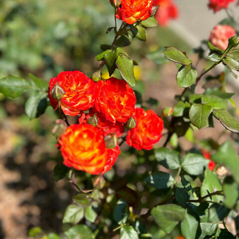 Plith Tribble album art