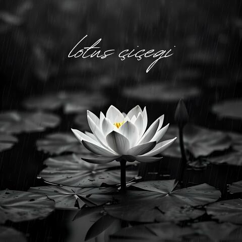 LOTUS ÇİÇEĞİ album art