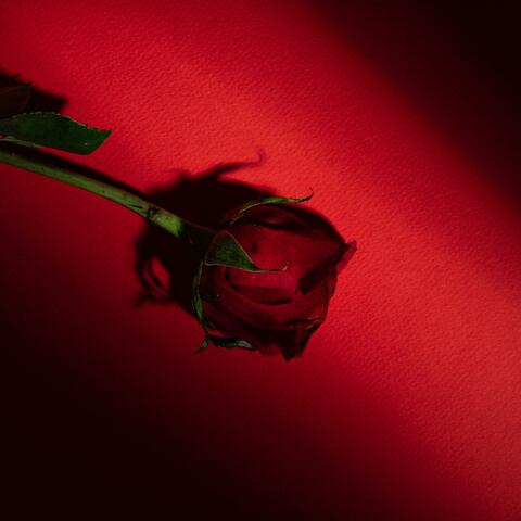 Forever (feat. DANY GXMEZ) album art