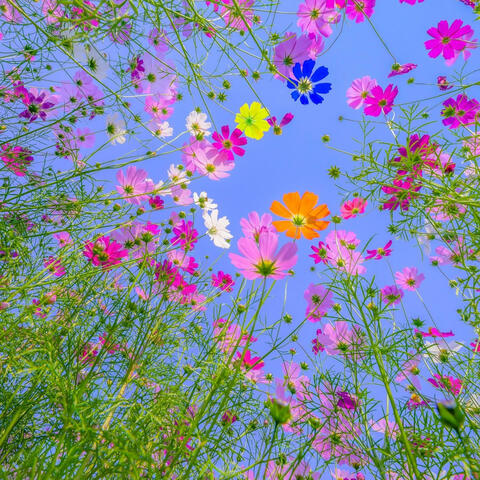 Coffee Blends album art