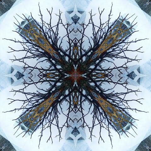 The Hidden Life Of Ghost Flowers album art