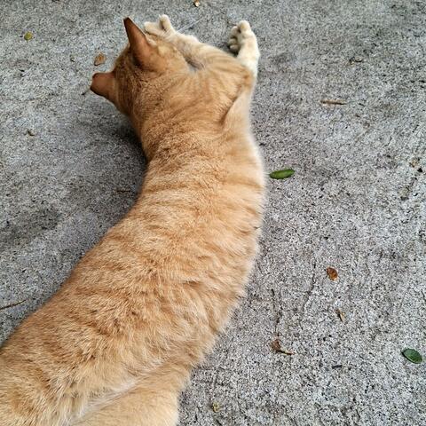 I Need a Fat Cat album art