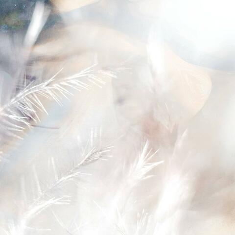 Lunar Moth album art