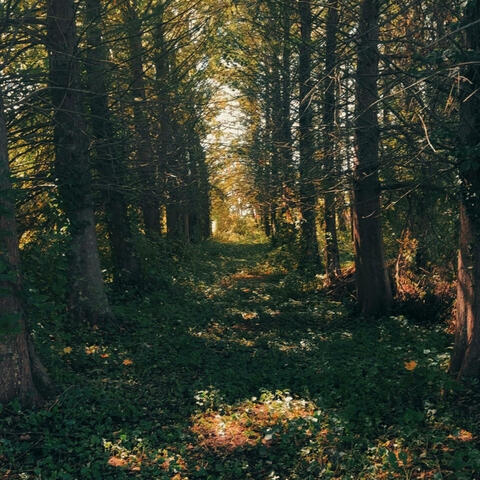 MORE SHOW LESS TALK album art