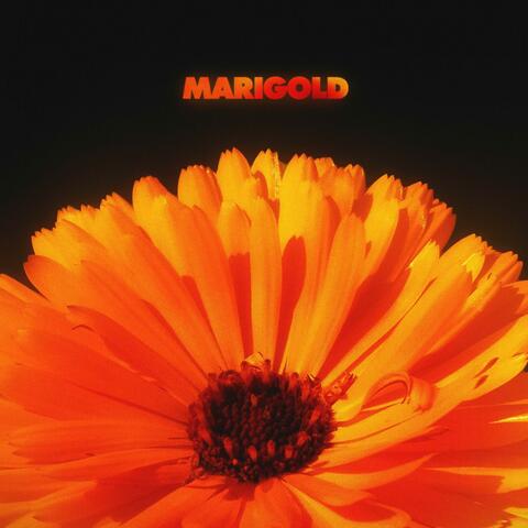 Marigold album art