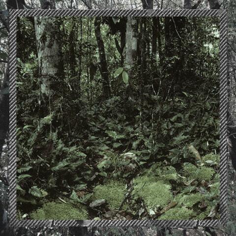 Rain Forest album art