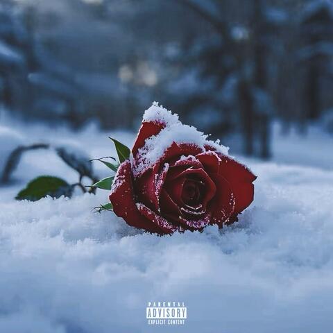 Snow&Rose雪与玫瑰 album art