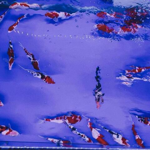 画面胶卷 album art