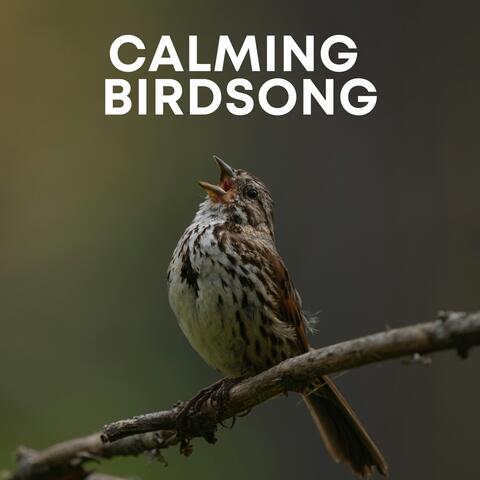 Nature's Melody: Calming Birdsong album art