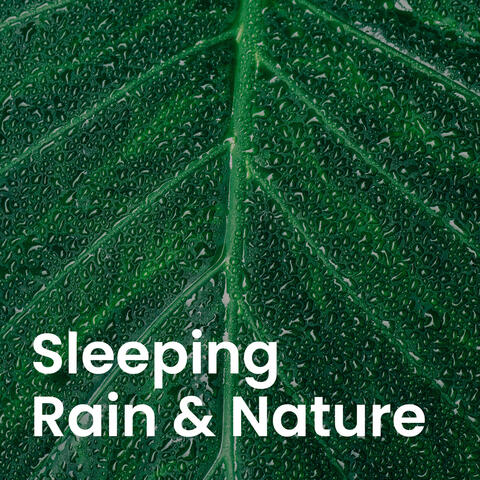 Sounds of Nature: Peaceful Rain & Forest Ambience album art