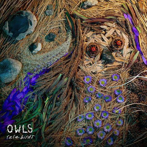 Rare Birds album art