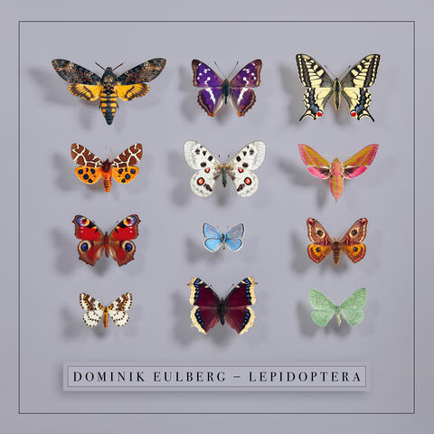 Lepidoptera album art