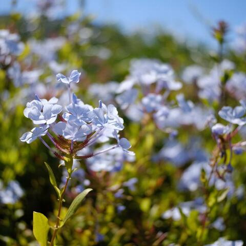 Gusty Garden Galaxy (From "Super Mario Galaxy") album art