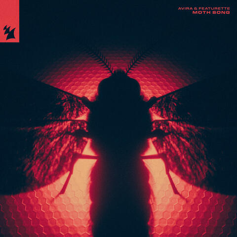 Moth Song album art