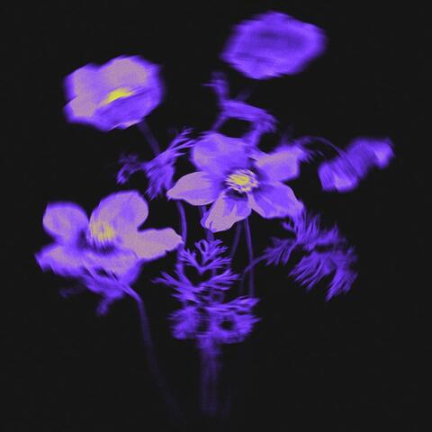FLOWERS album art