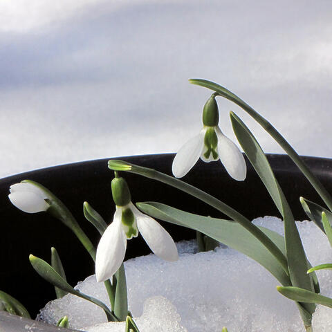 Snowdrop album art
