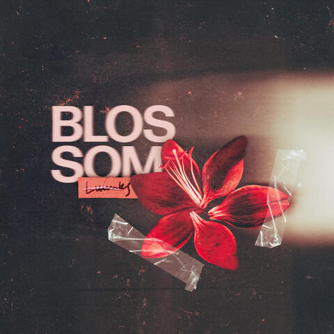 Blossom album art