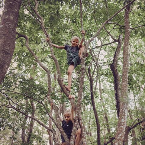 Tree of Life album art