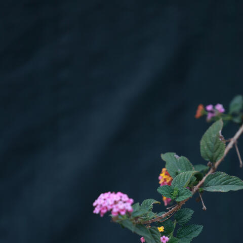 Lost Highway album art