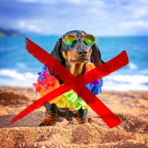 No dogs allowed! album art
