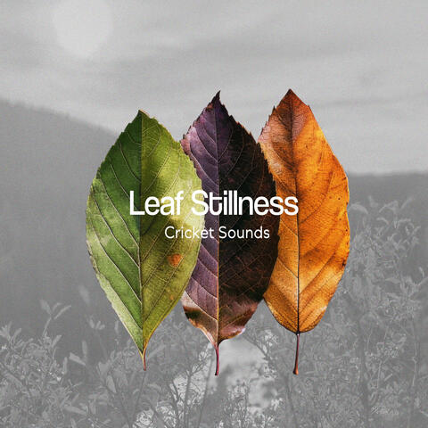 Leaf Stillness album art