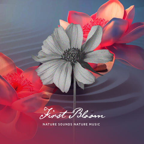 First Bloom album art