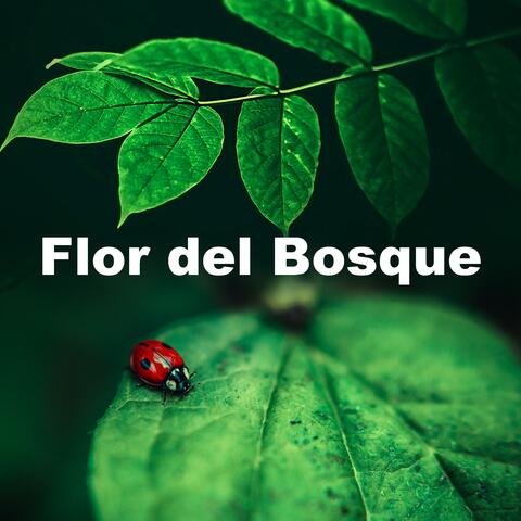 Flor del Bosque album art