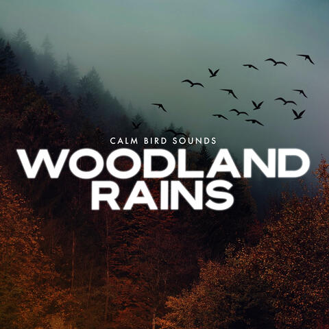 Woodland Rains album art