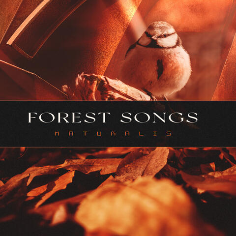 Forest Songs album art