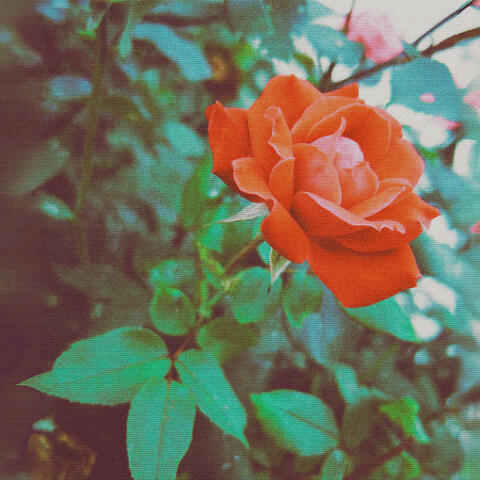 Roses For You album art