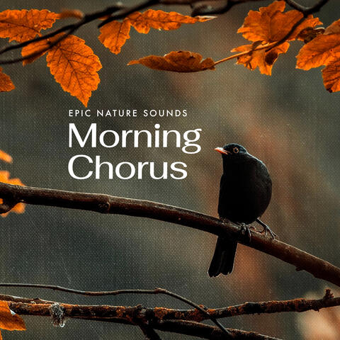 Morning Chorus album art