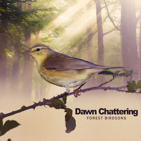 Dawn Chattering album art