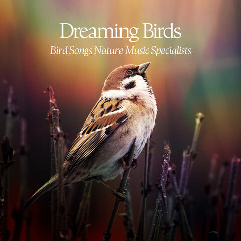 Dreaming Birds album art