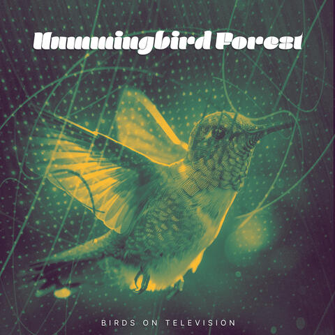 Hummingbird Forest album art
