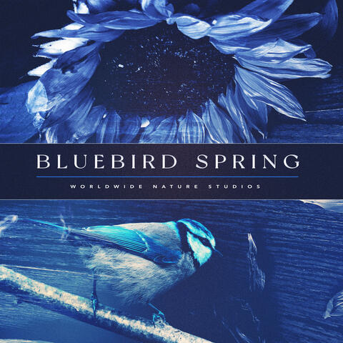 Bluebird Spring album art