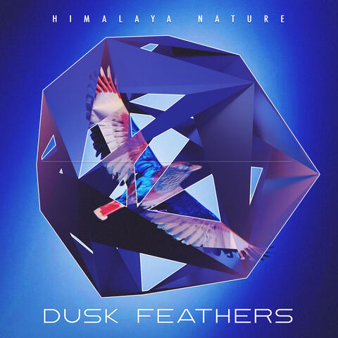 Dusk Feathers album art