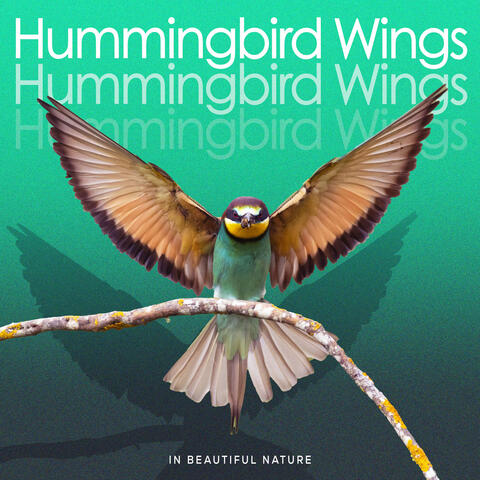 Hummingbird Wings album art