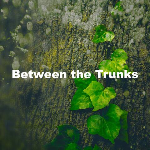 Between the Trunks album art