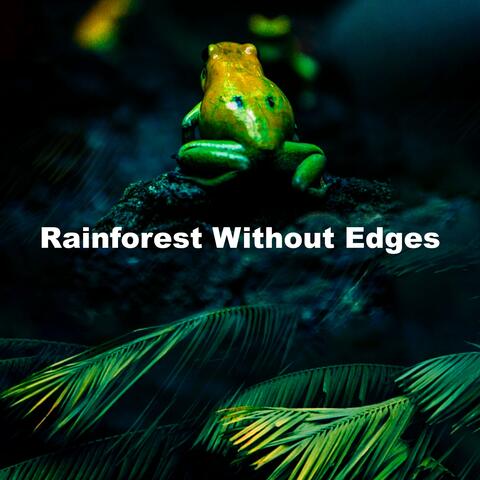 Rainforest Without Edges album art