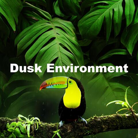Dusk Environment album art