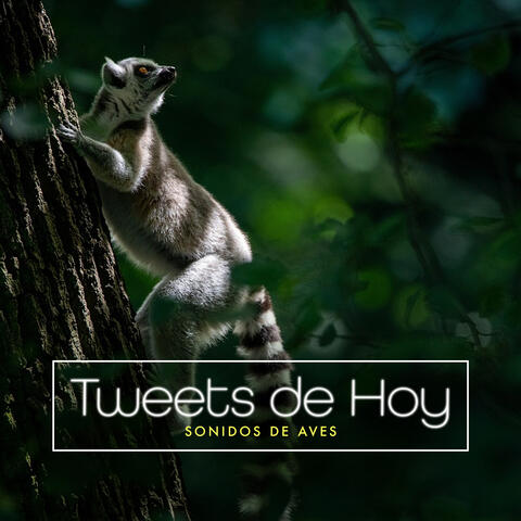 Tweets de Hoy album art