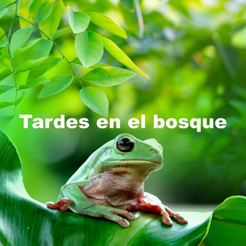 Tardes en el bosque album art