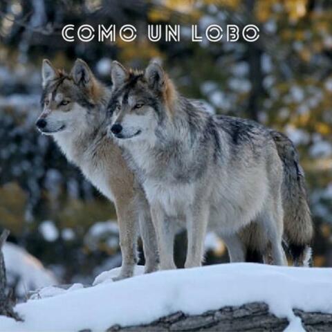 Como Un Lobo album art