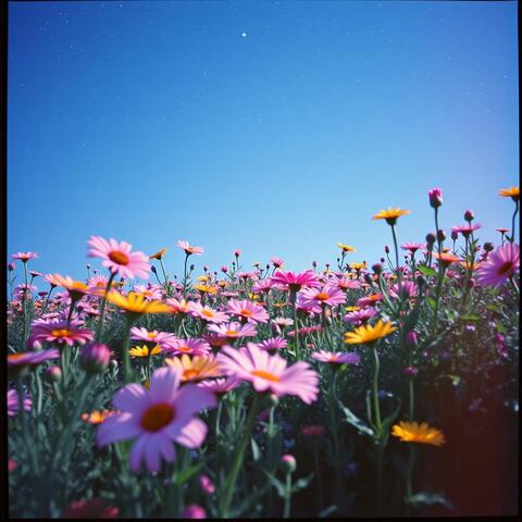 Like a Classic album art