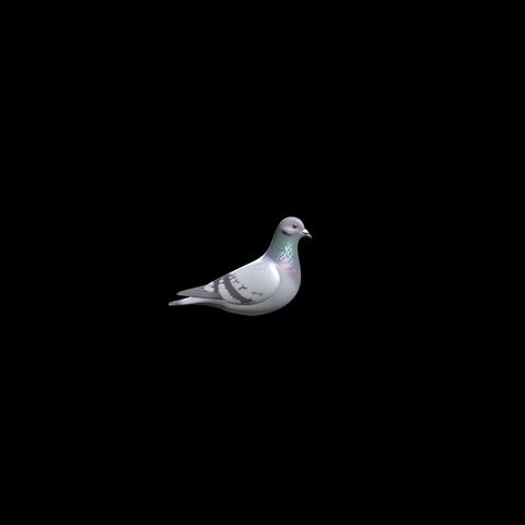 BIRDS album art